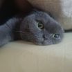 София Романовна Косяк
