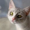 Masha