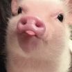 Мира Евгеньевна Петрова