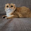 Арина Евгеньевна Маниленко