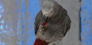 Жизнь замечательных зверей. Выпуск 75