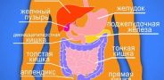 В гостях у Витаминки. Выпуск 21. Пищеварение
