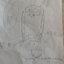 Арина Кулешова