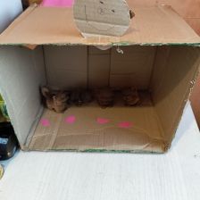 Варвара в конкурсе «Праздничные изобретения»