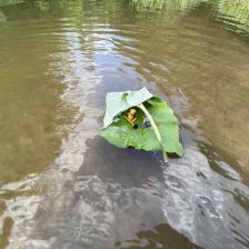 Рома Максимович Матвеев