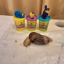 Любовь Романовна Соколова в конкурсе «Play-Doh питомцы»