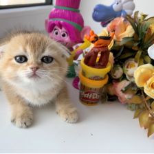 Полина Витальевна Воробьева