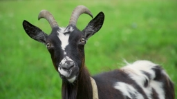 У меня лапки. Сезон 3. Выпуск 27