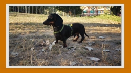 У меня лапки. Сезон 3. Выпуск 28