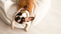 У меня лапки. Сезон 3. Выпуск 29