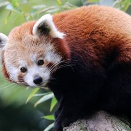 Какое это животное?