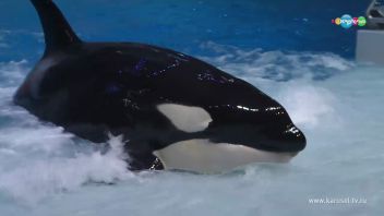 Навигатор. Новости. Выпуск 2