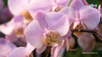 Навигатор. Новости. Выпуск 17