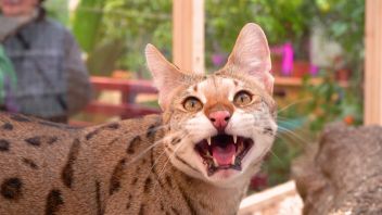 Навигатор Новости. Выпуск 155