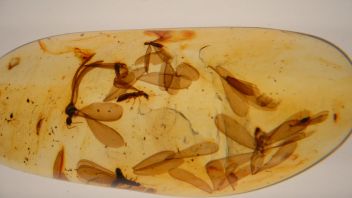 Навигатор. Новости. Выпуск 189