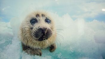 Навигатор. Новости. Выпуск 329