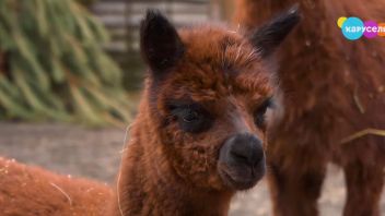 Навигатор. Новости. Выпуск 357