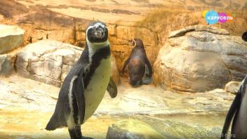 Навигатор. Новости. Выпуск 360