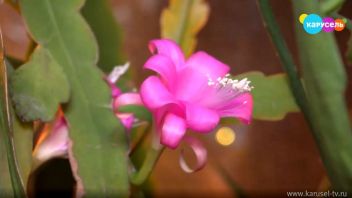 Навигатор. Новости. Выпуск 362