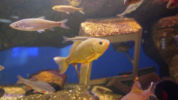 Навигатор. Новости. Выпуск 429