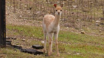 Навигатор. Новости. Выпуск 438