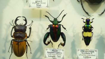 Навигатор. Новости. Выпуск 460