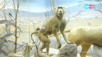 Навигатор. Новости. Выпуск 575