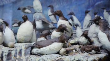 Навигатор. Новости. Выпуск 639