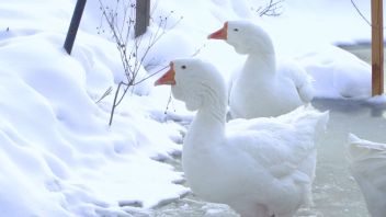 Навигатор. Новости. Выпуск 642