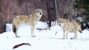 Навигатор. Новости. Выпуск 668