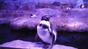 Навигатор. Новости. Выпуск 706