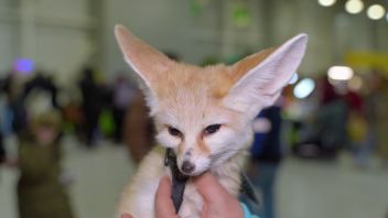 Навигатор. Новости. Выпуск 1187