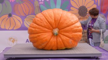 Навигатор. Новости. Выпуск 1263