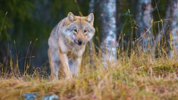 Всё, что вы хотели знать. Выпуск 17