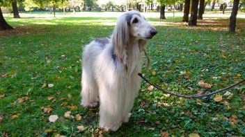 У меня лапки. Сезон 3. Выпуск 24