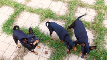 У меня лапки. Сезон 3. Выпуск 25