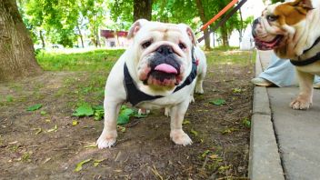 У меня лапки. Сезон 3. Выпуск 26