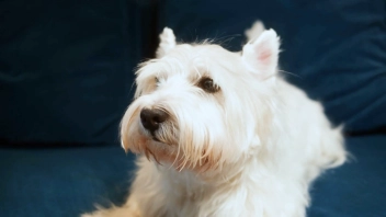 У меня лапки. Сезон 3. Выпуск 31