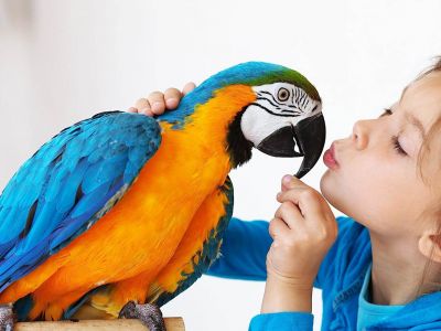 Секретики:  Учим команды