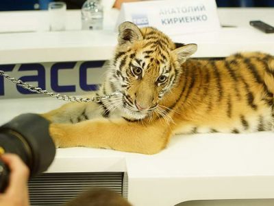 Телеканал КАРУСЕЛЬ покажет цикл образовательных программ о животных с новым 3D героем программы «Спокойной ночи, малыши!»