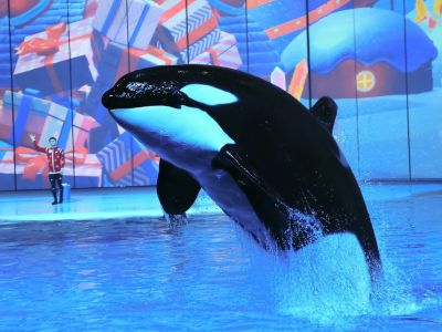 «Затерянный мир». На поиски Нового года!