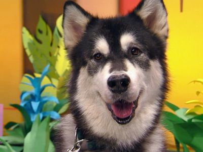 Познавательная программа «Лапы, морды и хвосты. О собаках»