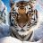 Андрей Tigra