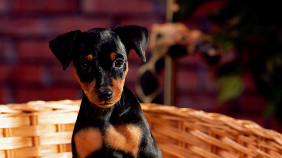 Программы «За секунду до счастья!» и «У меня лапки»