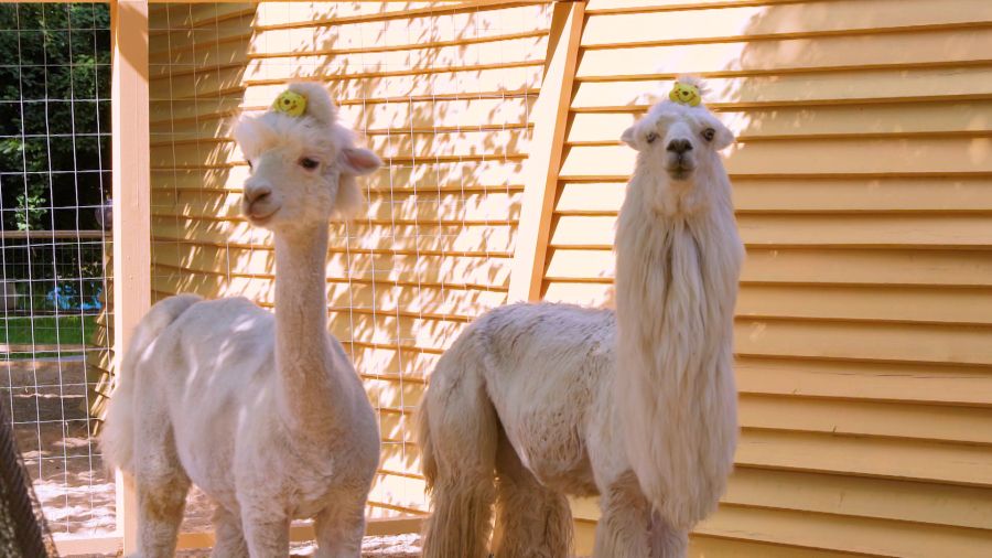 Навигатор. Новости. Выпуск 1084