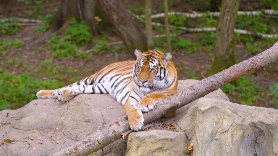 Навигатор. Новости. Выпуск 1259