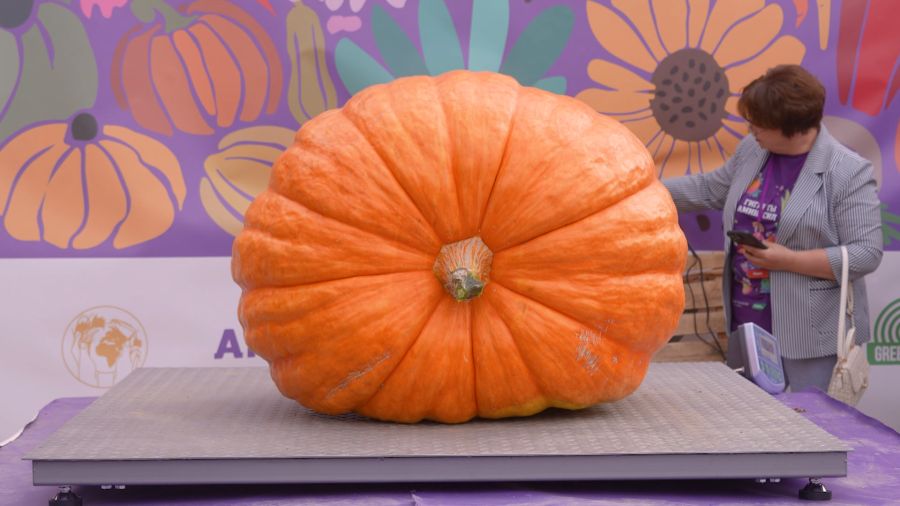 Навигатор. Новости. Выпуск 1263