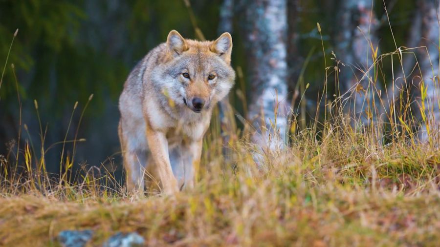 Всё, что вы хотели знать. Выпуск 17