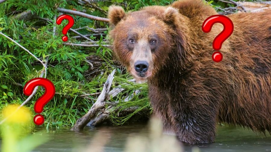 Всё, что вы хотели знать. Выпуск 21