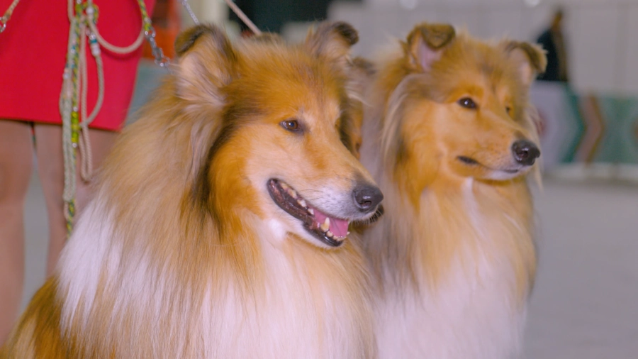 Навигатор. Новости. Выпуск 1299